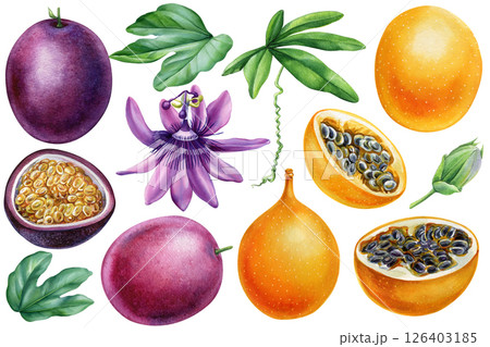 Passion fruit whole, sliced, purple and yellow granadilla with flower, leaves and seeds isolated Watercolor tropical set 126403185