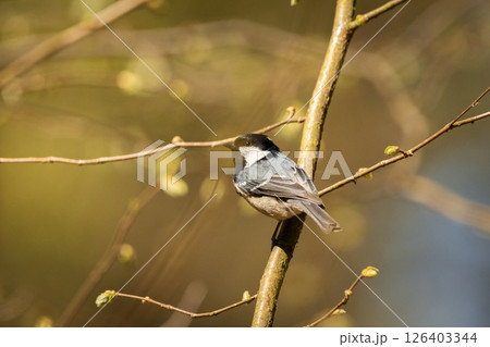 Coal tit sitting on a tree branch 126403344
