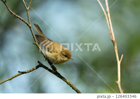 Willow warbler bird sitting on a branch 126403346