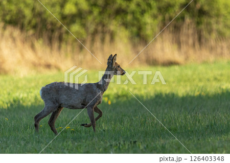 Moulting roe deer standing in the meadow Moulting roe deer standing in the meadow 126403348