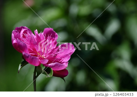 和風美人の立ち姿 126403433