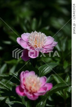 和風美人の立ち姿 126403434