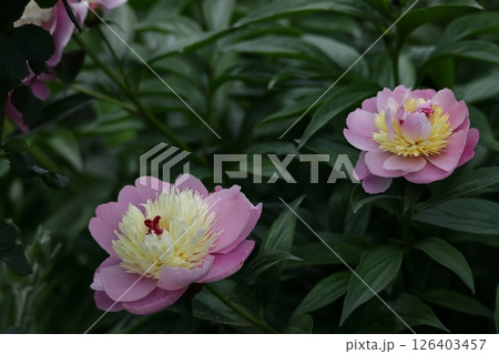 和風美人の立ち姿 和風美人の立ち姿 126403457