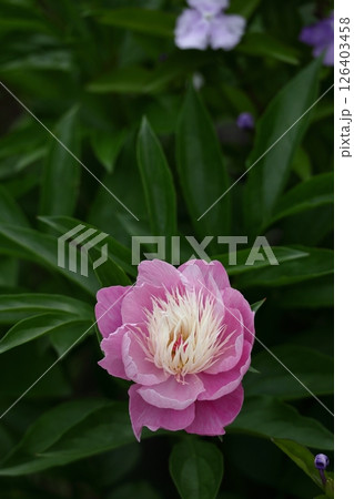 和風美人の立ち姿 和風美人の立ち姿 126403458