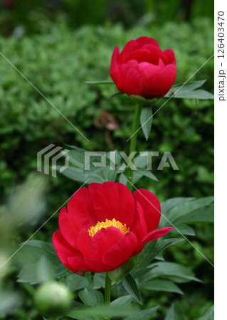 和風美人の立ち姿 和風美人の立ち姿 126403470