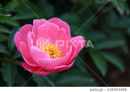 和風美人の立ち姿 和風美人の立ち姿 126403480