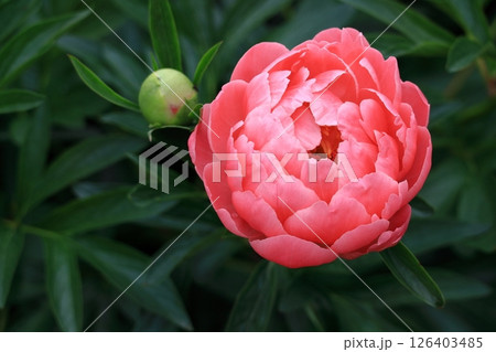 和風美人の立ち姿 和風美人の立ち姿 126403485