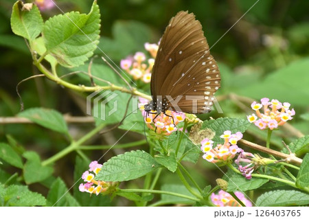 butterfly hanging and feeding nectar from flower in garden 126403765