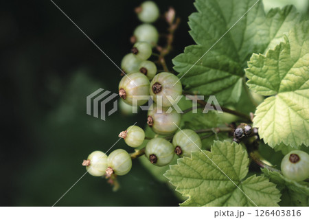 Unripe green gooseberry in garden at springtime, healthy food, ribes rubrum Unripe green gooseberry in garden at springtime, healthy food, ribes rubrum 126403816