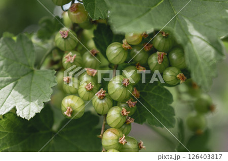 Unripe green gooseberry in garden at springtime, healthy food, ribes rubrum 126403817