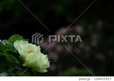 女性らしさを感じる花 女性らしさを感じる花 126403923