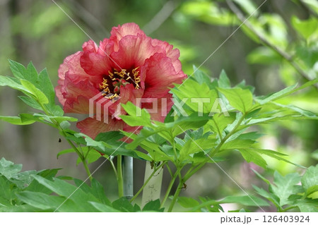 女性らしさを感じる花 126403924