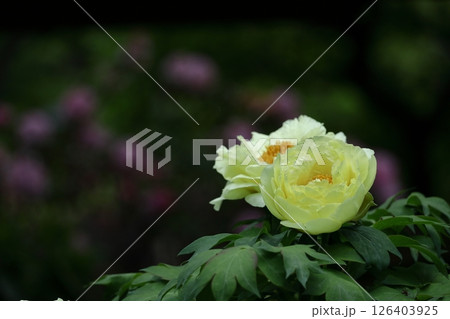 女性らしさを感じる花 女性らしさを感じる花 126403925