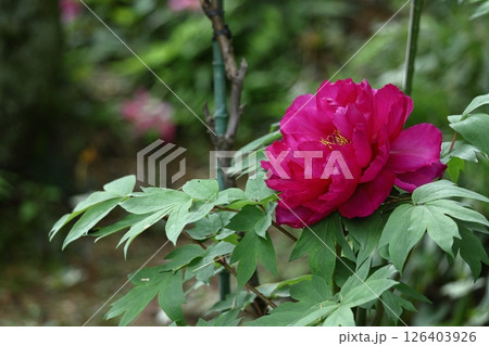 女性らしさを感じる花 126403926