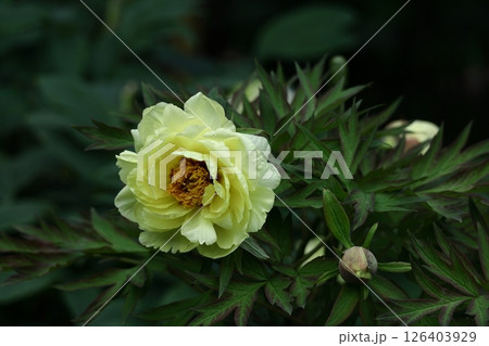 女性らしさを感じる花 女性らしさを感じる花 126403929