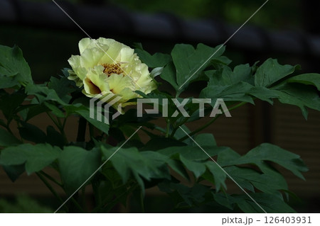 女性らしさを感じる花 126403931