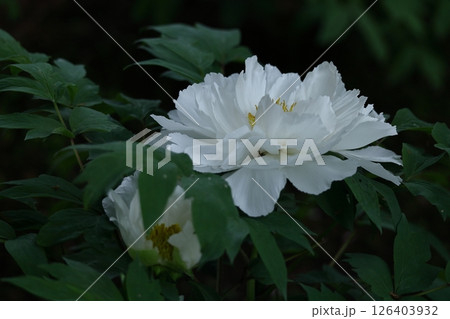 女性らしさを感じる花 126403932