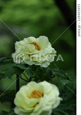 女性らしさを感じる花 126403955