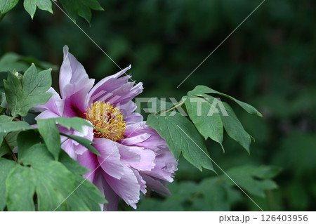 女性らしさを感じる花 126403956