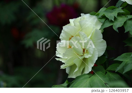 女性らしさを感じる花 126403957