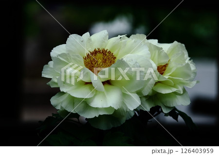 女性らしさを感じる花 126403959