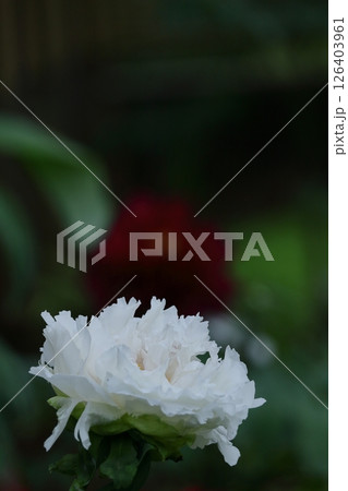 女性らしさを感じる花 女性らしさを感じる花 126403961