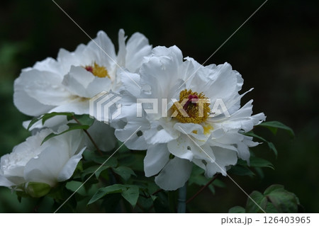 女性らしさを感じる花 126403965