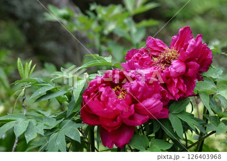 女性らしさを感じる花 女性らしさを感じる花 126403968