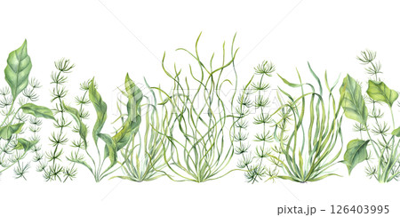 Delicate marine plants and seaweed horizontal seamless watercolor banner isolated background. Organic underwater kelps for ocean themed web headers, textile prints, spa branding 126403995