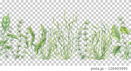 Delicate marine plants and seaweed horizontal seamless watercolor banner isolated background. Organic underwater kelps for ocean themed web headers, textile prints, spa branding 126403995