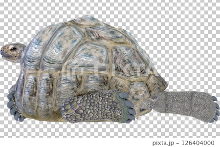 ゾウガメ 126404000