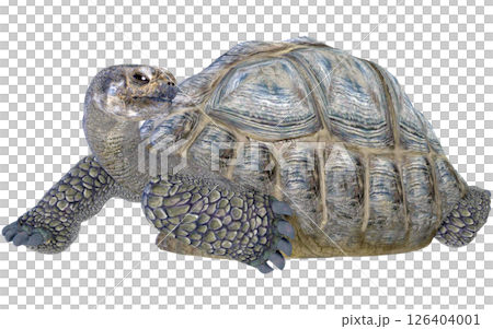 ゾウガメ 126404001