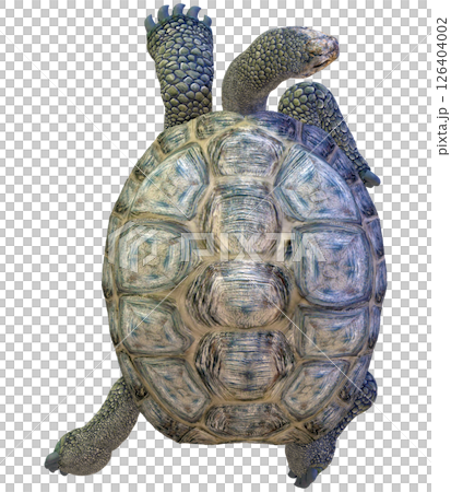 ゾウガメ 126404002
