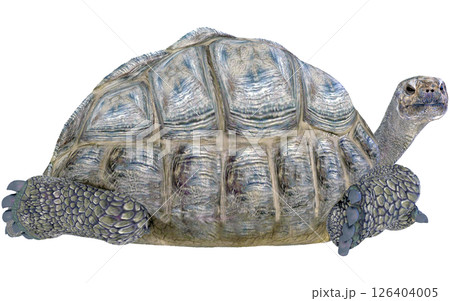ゾウガメ 126404005