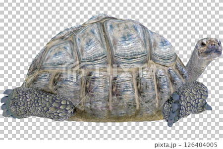 ゾウガメ 126404005