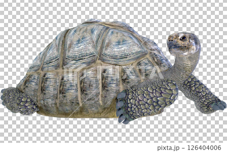 ゾウガメ 126404006
