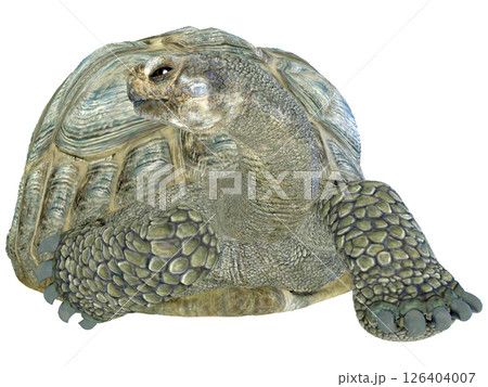 ゾウガメ 126404007