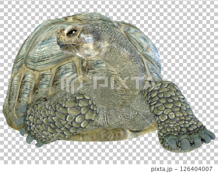 ゾウガメ 126404007