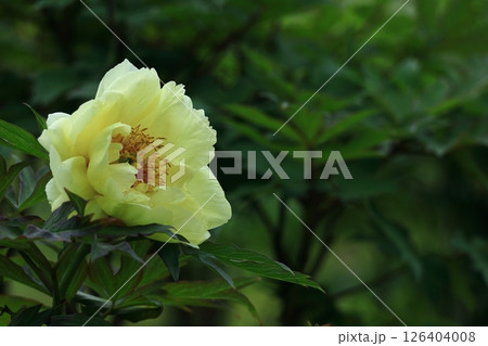 女性らしさを感じる花 126404008