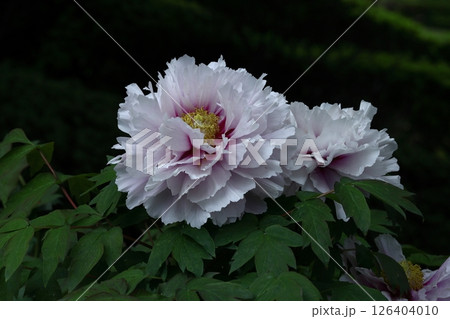 女性らしさを感じる花 女性らしさを感じる花 126404010