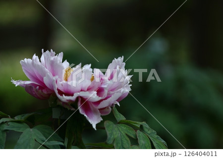 女性らしさを感じる花 126404011