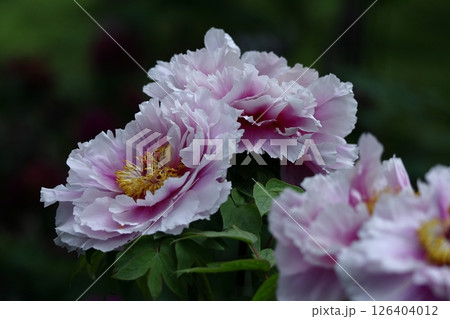 女性らしさを感じる花 126404012