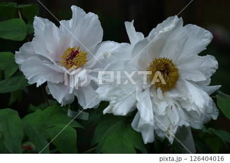 女性らしさを感じる花 126404016