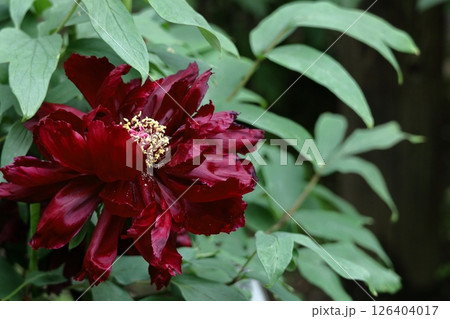 女性らしさを感じる花 126404017