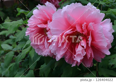 女性らしさを感じる花 126404022