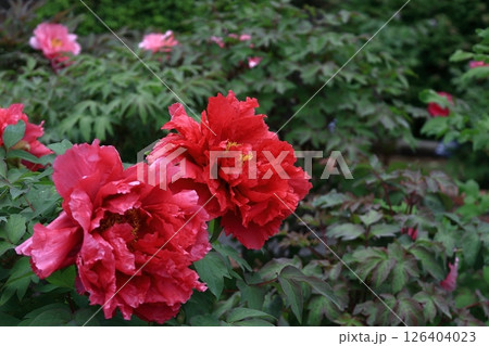 女性らしさを感じる花 126404023