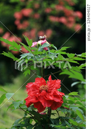 女性らしさを感じる花 126404027