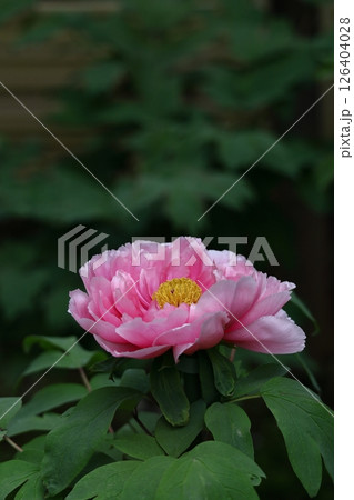 女性らしさを感じる花 126404028
