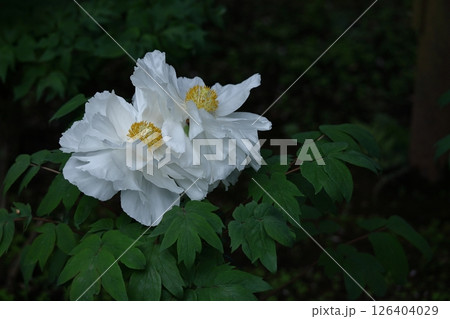 女性らしさを感じる花 126404029