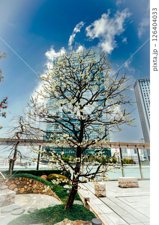 白梅が咲きました、大阪駅屋上の和らぎの庭より、3月7日、日本 126404033